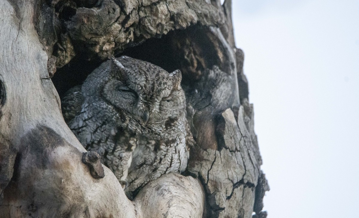 Western Screech-Owl - ML646175746