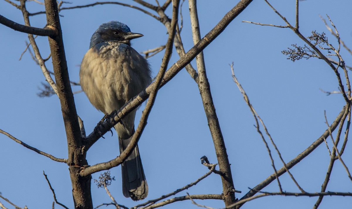California Scrub-Jay - ML646175747