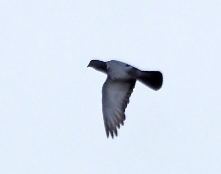 Rock Pigeon (Feral Pigeon) - ML646175748
