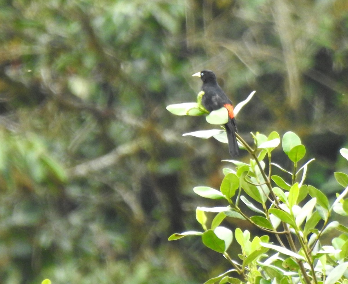 Scarlet-rumped Cacique - ML646175750
