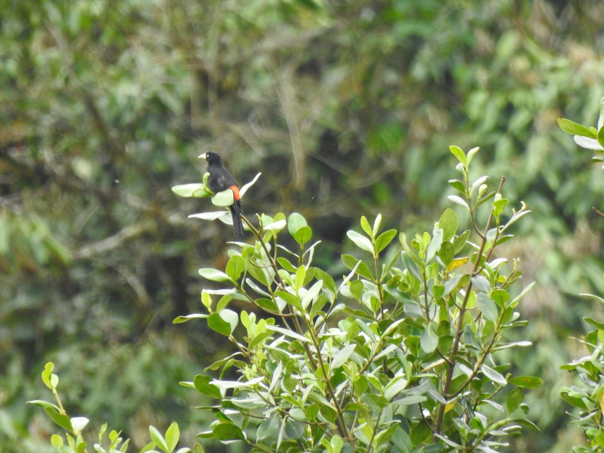 Scarlet-rumped Cacique - ML646175751