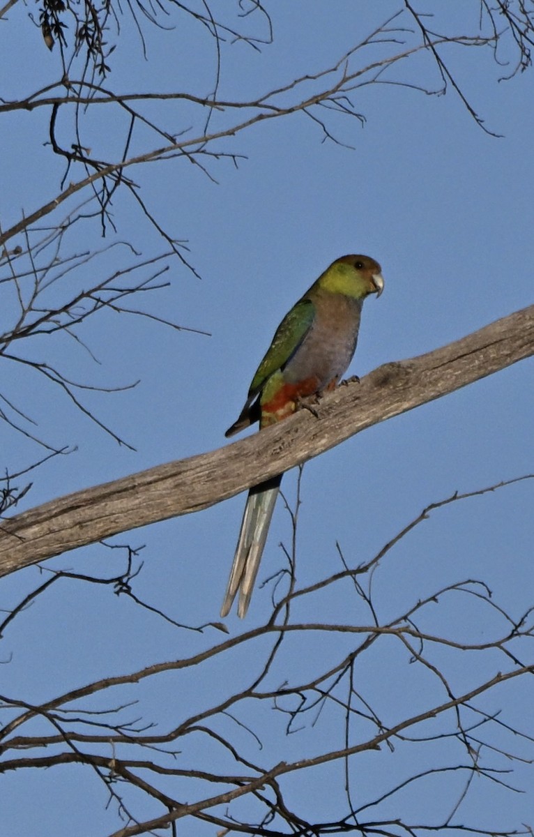 Red-capped Parrot - ML646175753