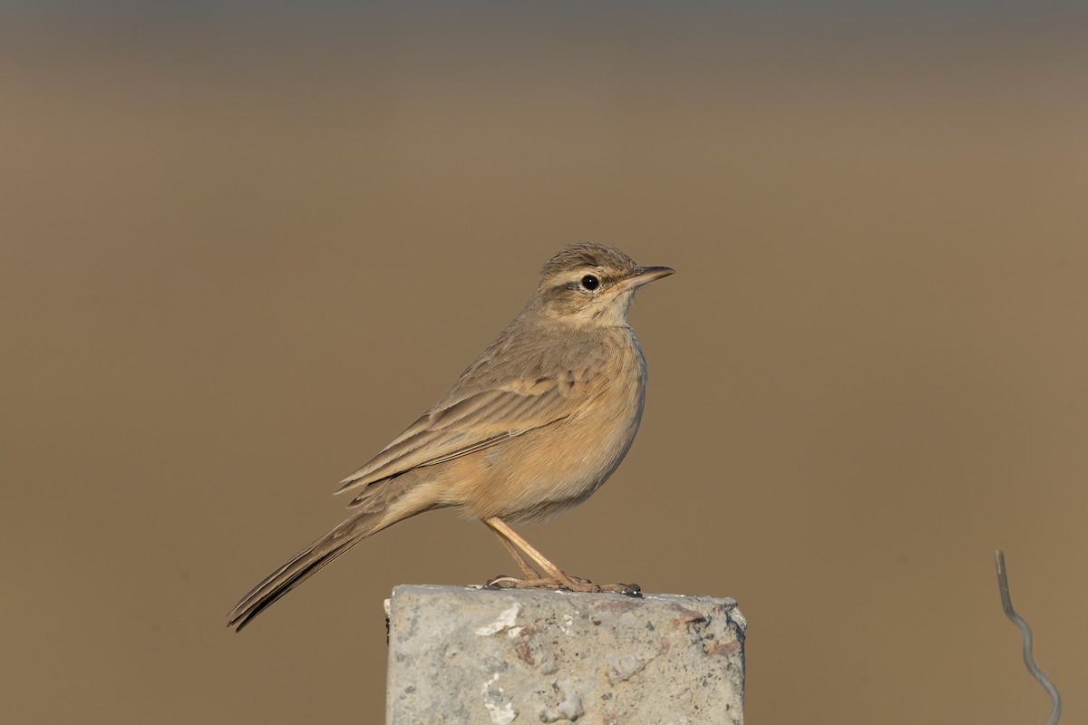 Long-billed Pipit - ML646175754