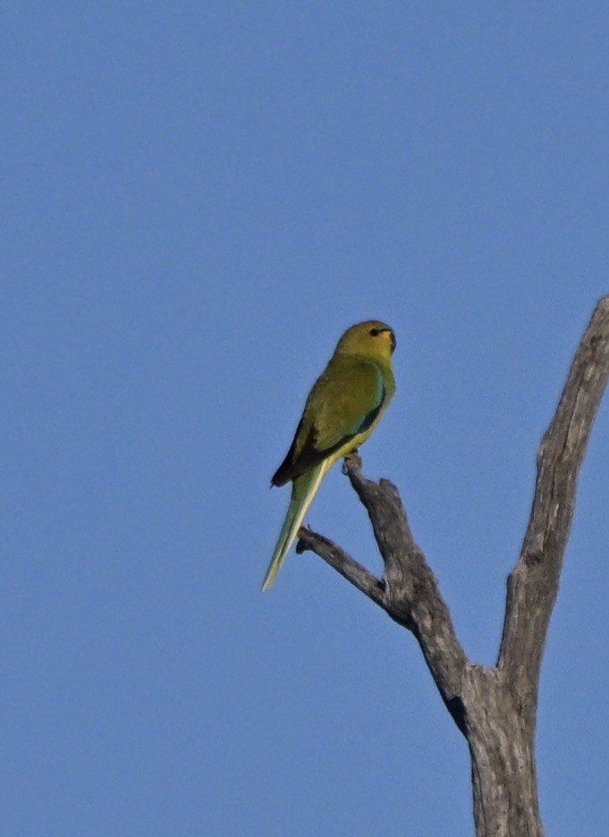 Elegant Parrot - ML646175756