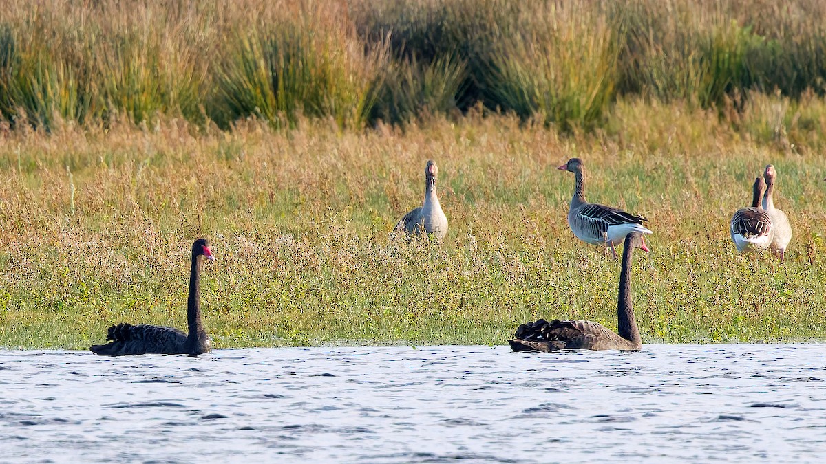 Cigno nero - ML646175757