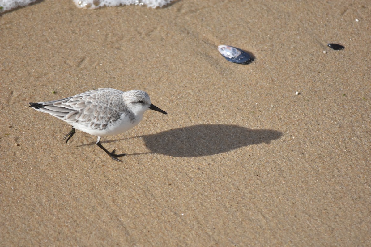 三趾濱鷸 - ML646175760