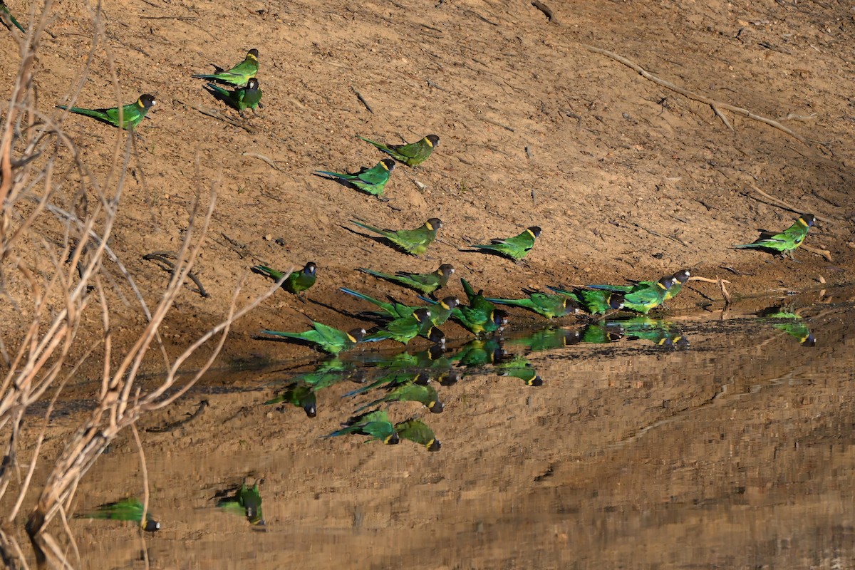 Australian Ringneck (Twenty-eight) - ML646175761