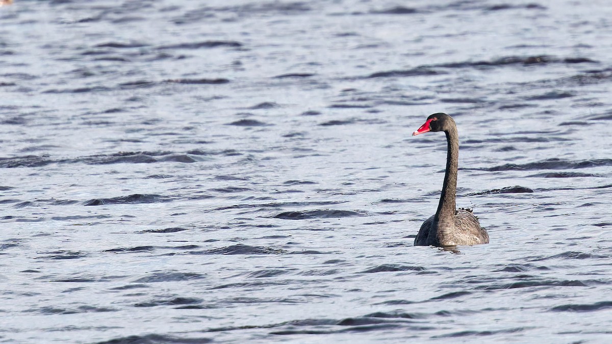 Cigno nero - ML646175762