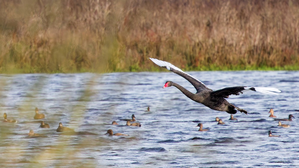 Cigno nero - ML646175764