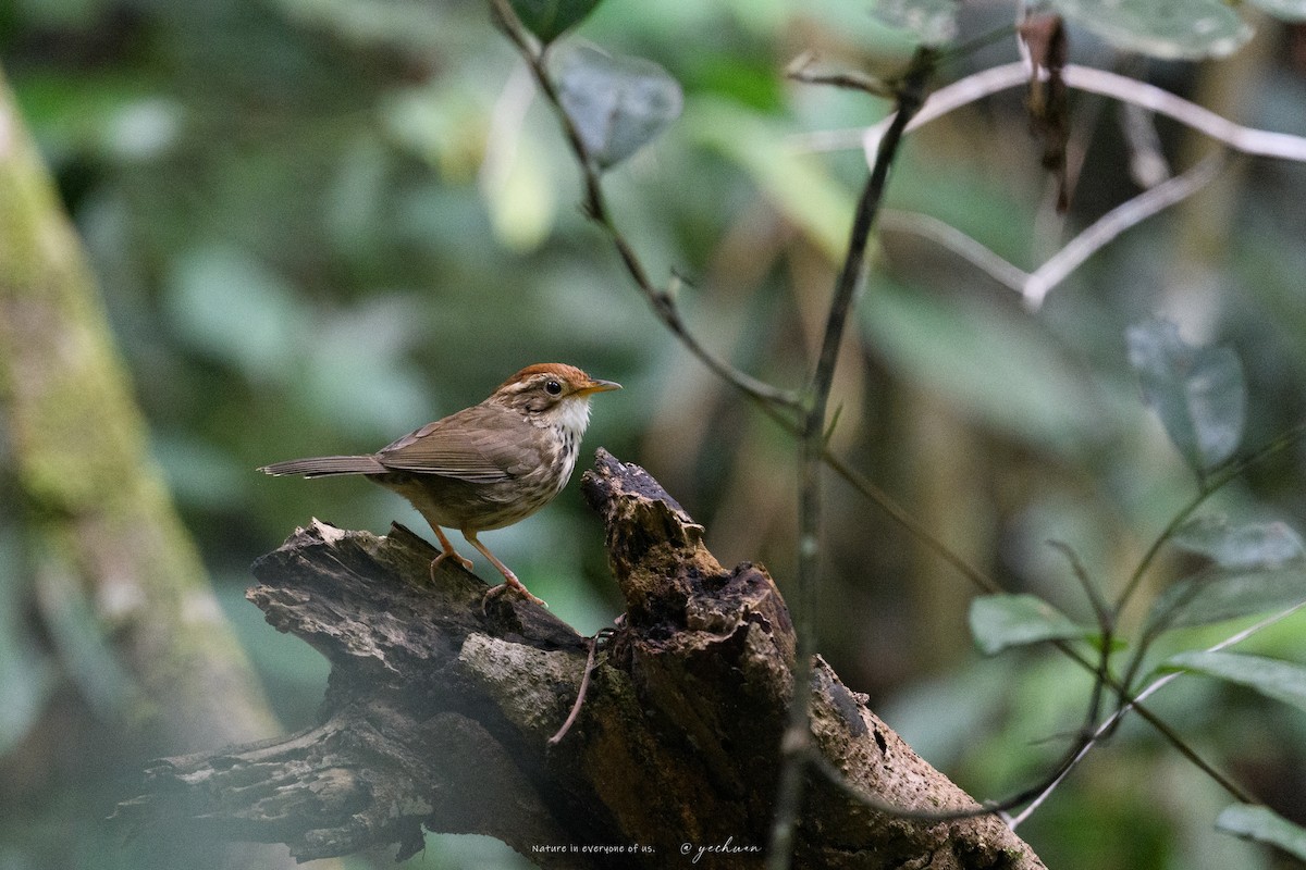 Puff-throated Babbler - ML646175766