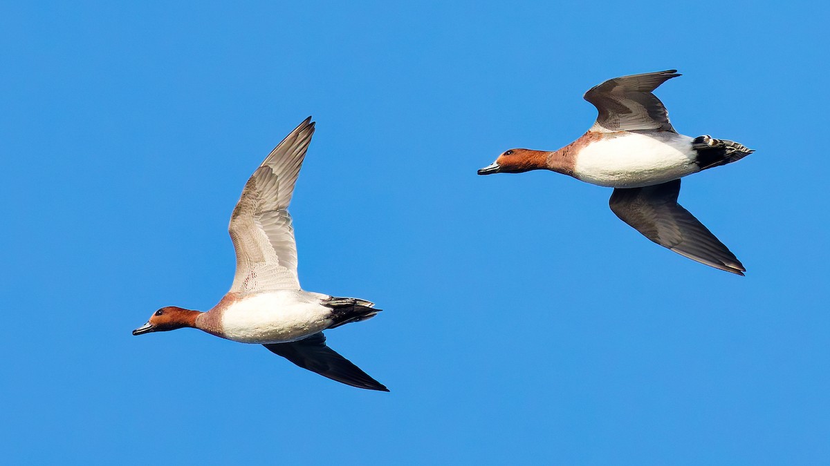 Fischione - ML646175774