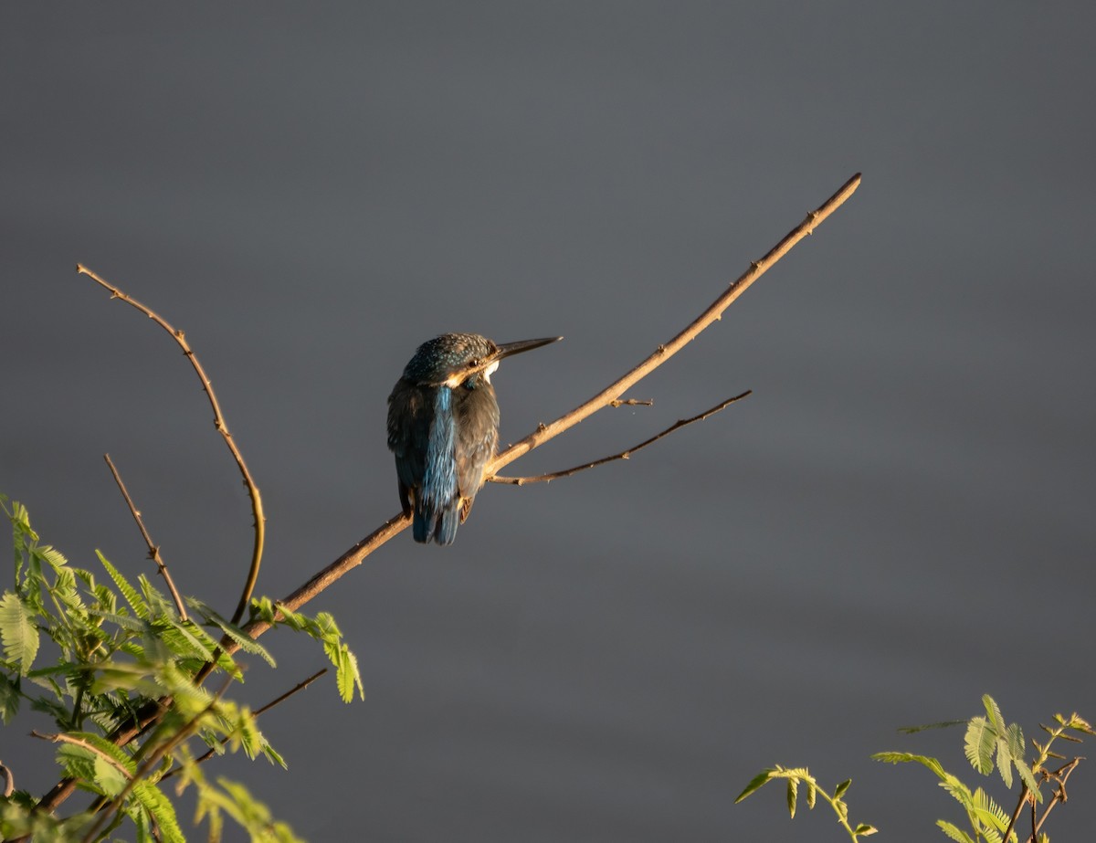 Common Kingfisher - ML646175777
