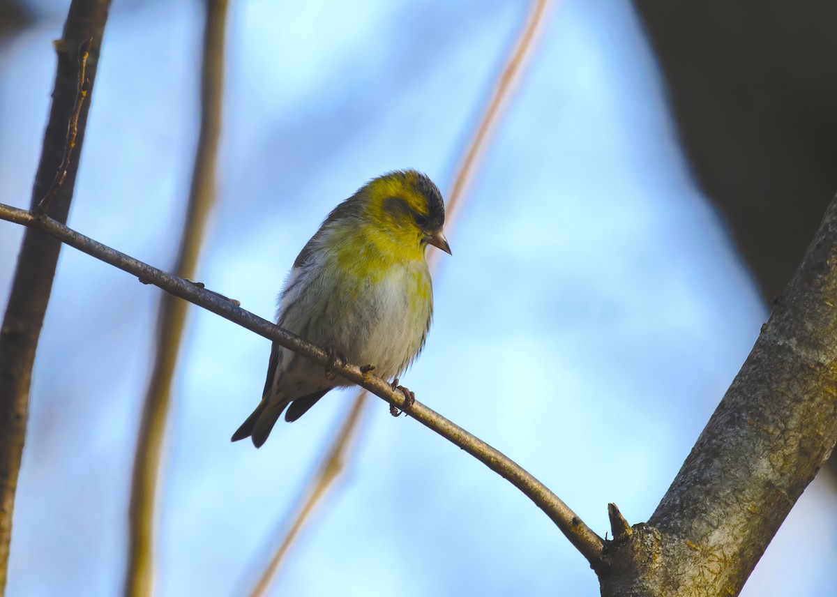 čížek lesní - ML646175778