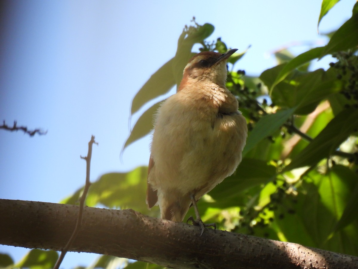 Wing-banded Hornero - ML646175786