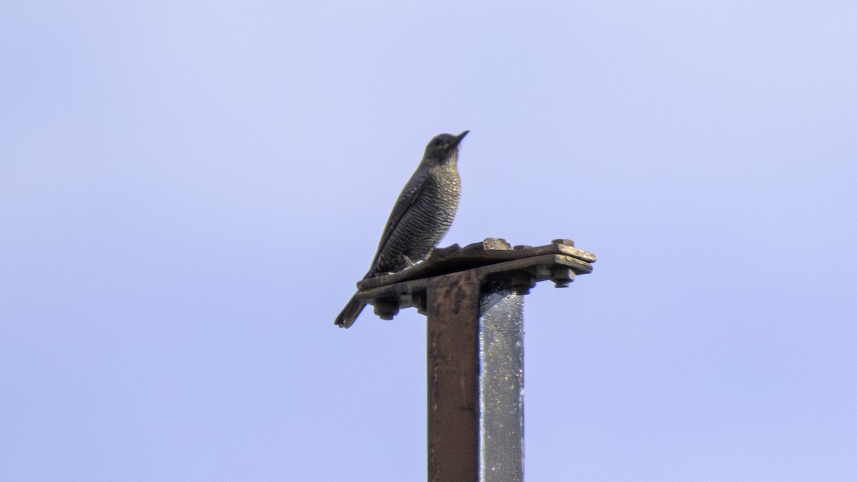 Blue Rock-Thrush - ML646175787