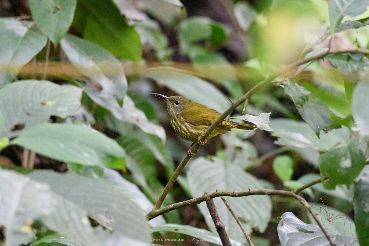 Purple-naped Spiderhunter - ML646175788