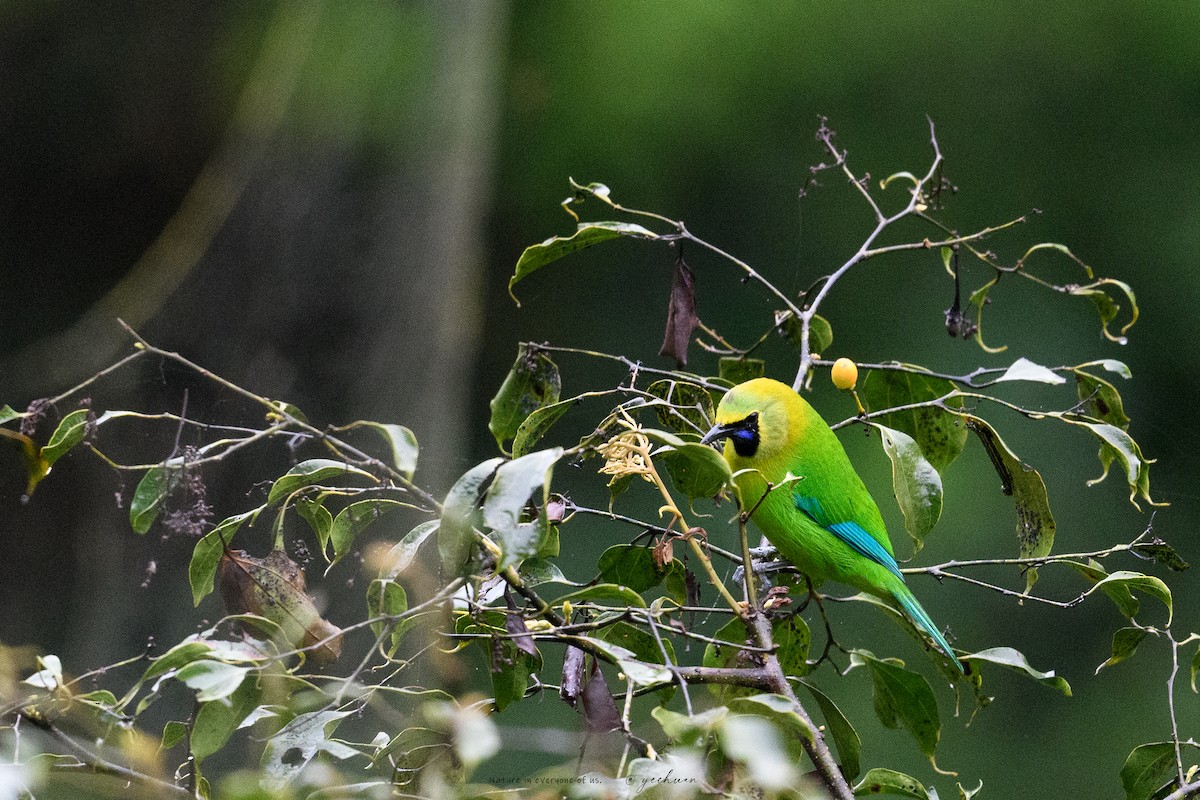 Blue-winged Leafbird - ML646175790