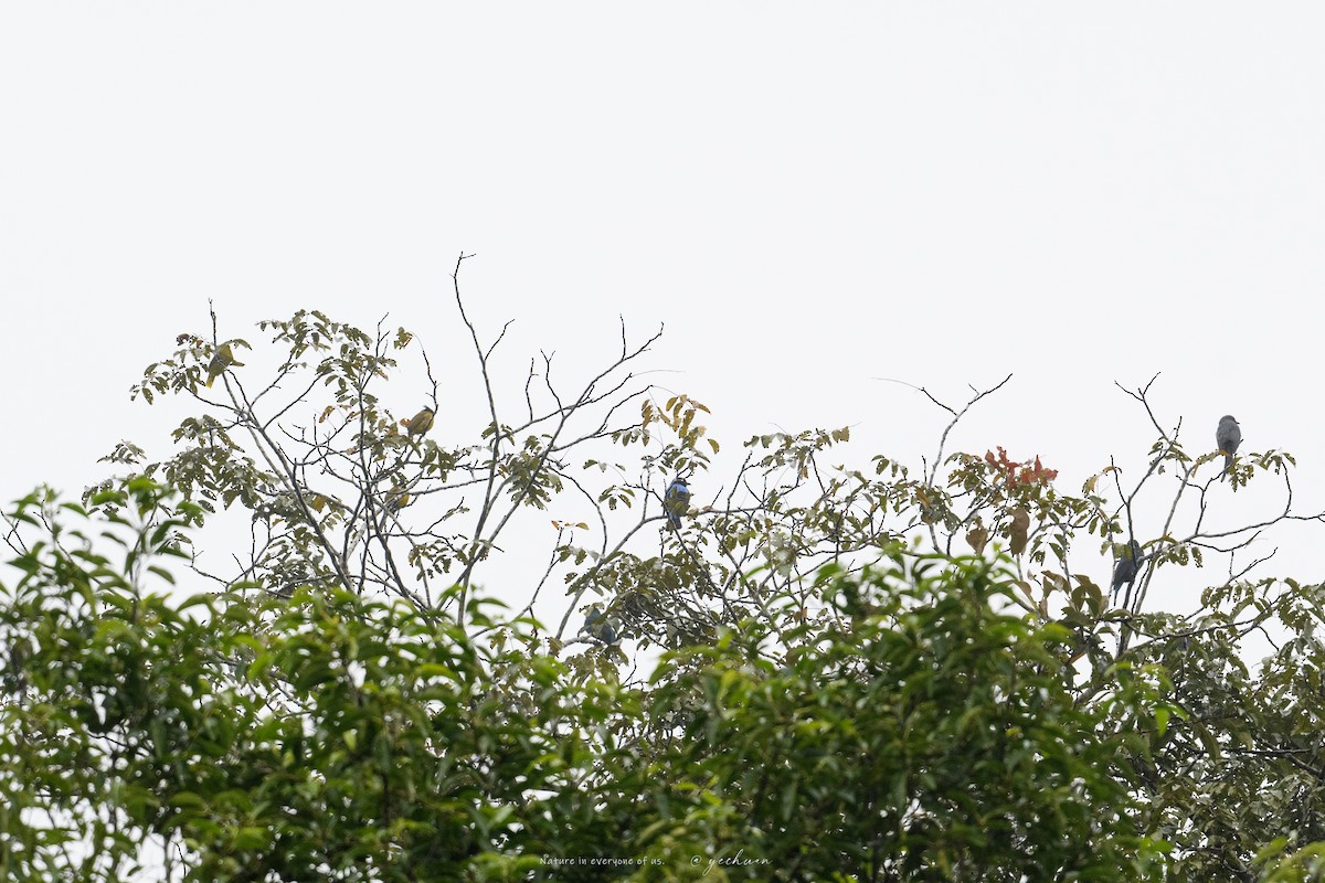 Asian Fairy-bluebird - ML646175791