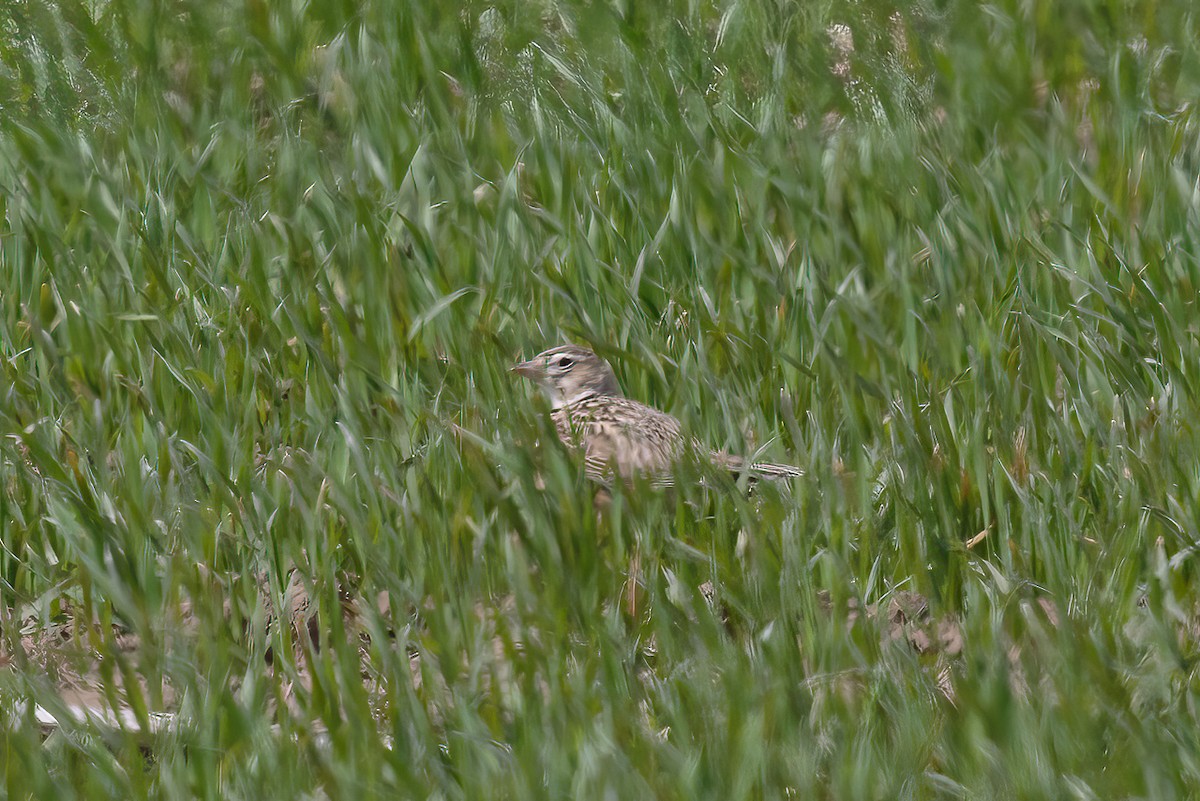 Calandra Lark - ML646175792