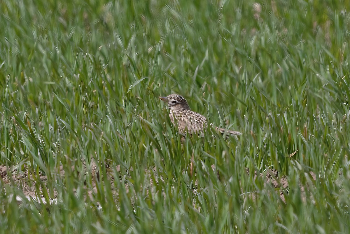 Calandra Lark - ML646175793