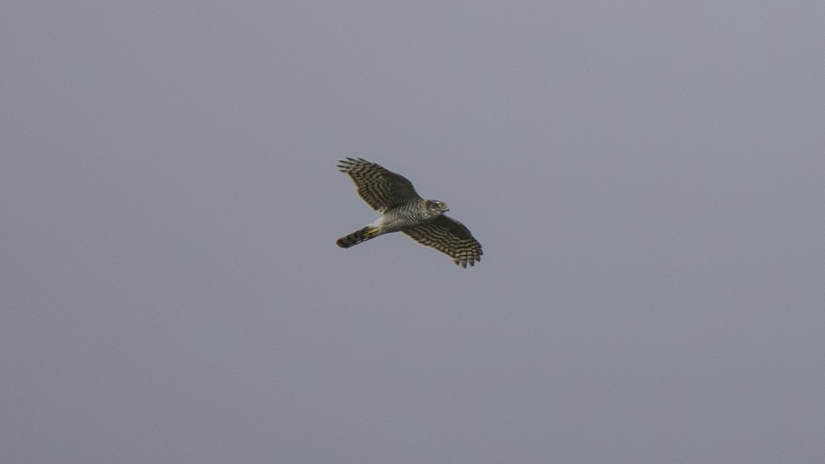 Eurasian Goshawk - ML646175795