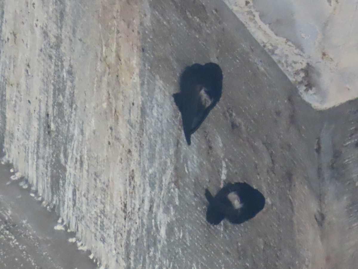 House Swift - ML646175796