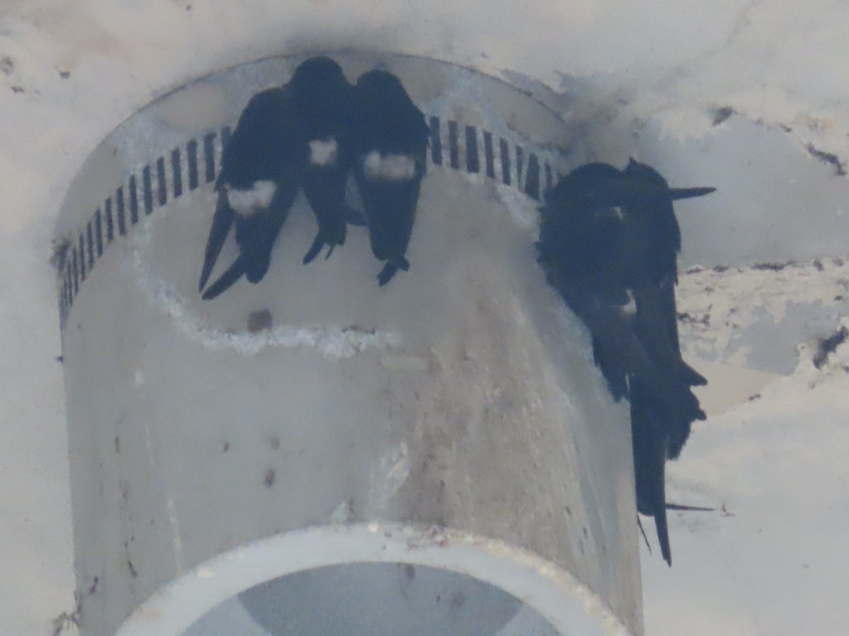 House Swift - ML646175797