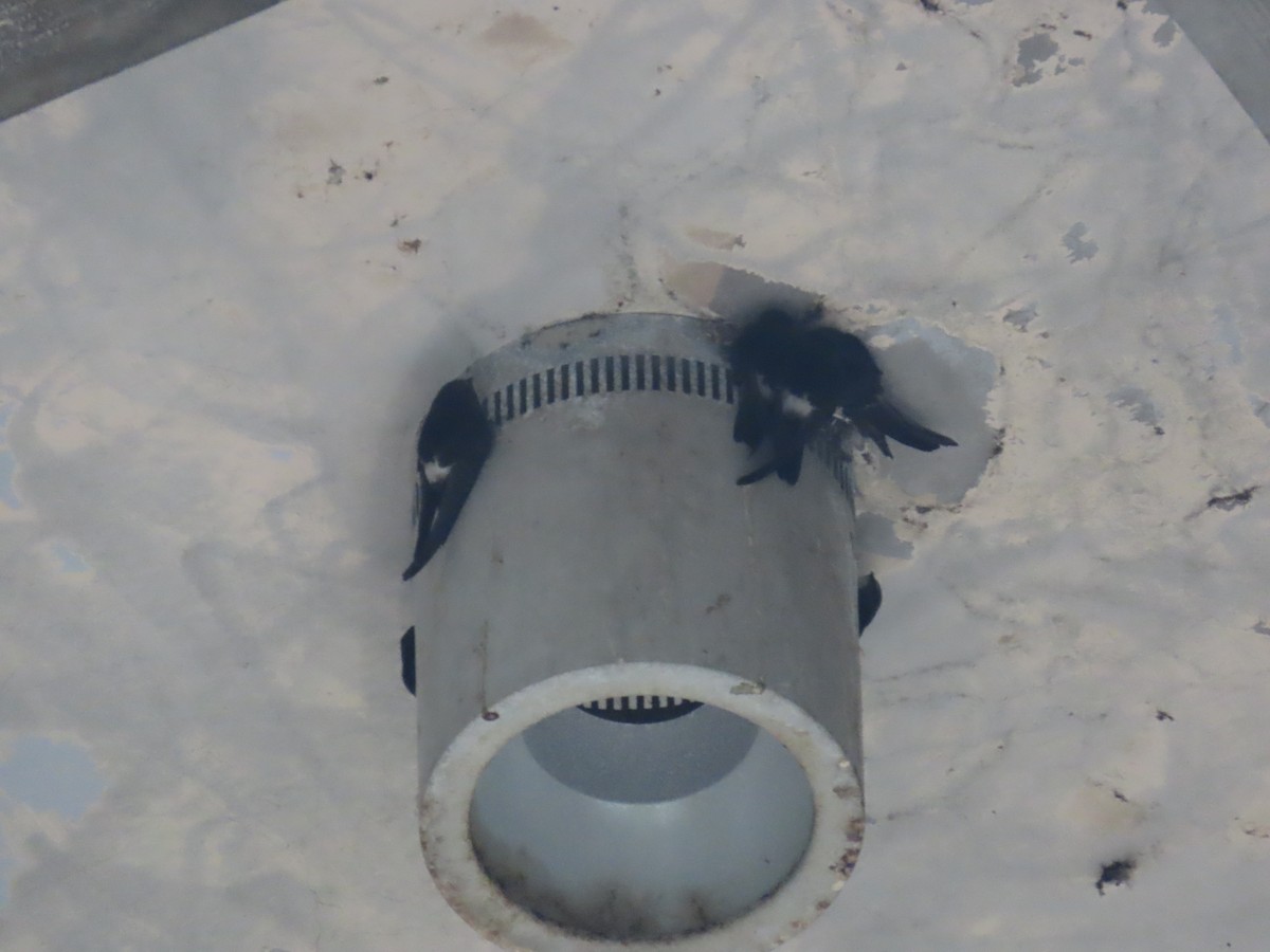 House Swift - ML646175798