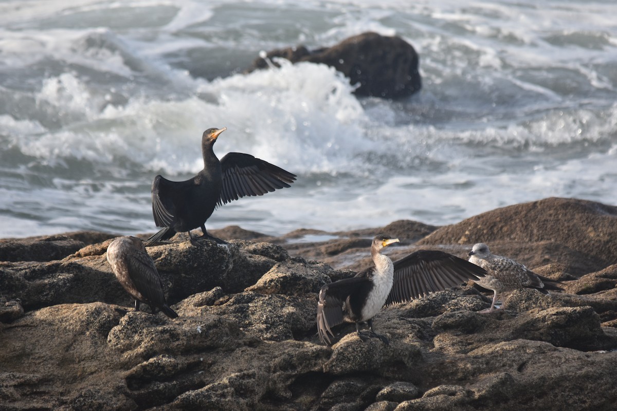 Great Cormorant - ML646175799