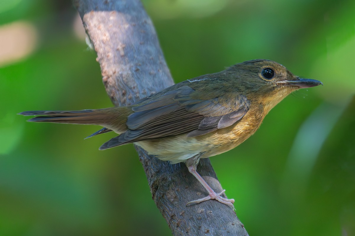 Large Blue Flycatcher - ML646175802