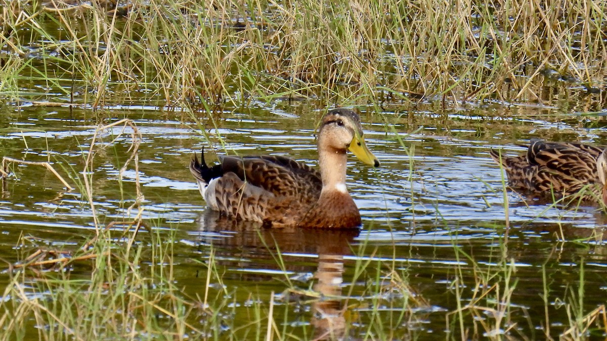 Mallard x Mottled Duck (hybrid) - ML646175803