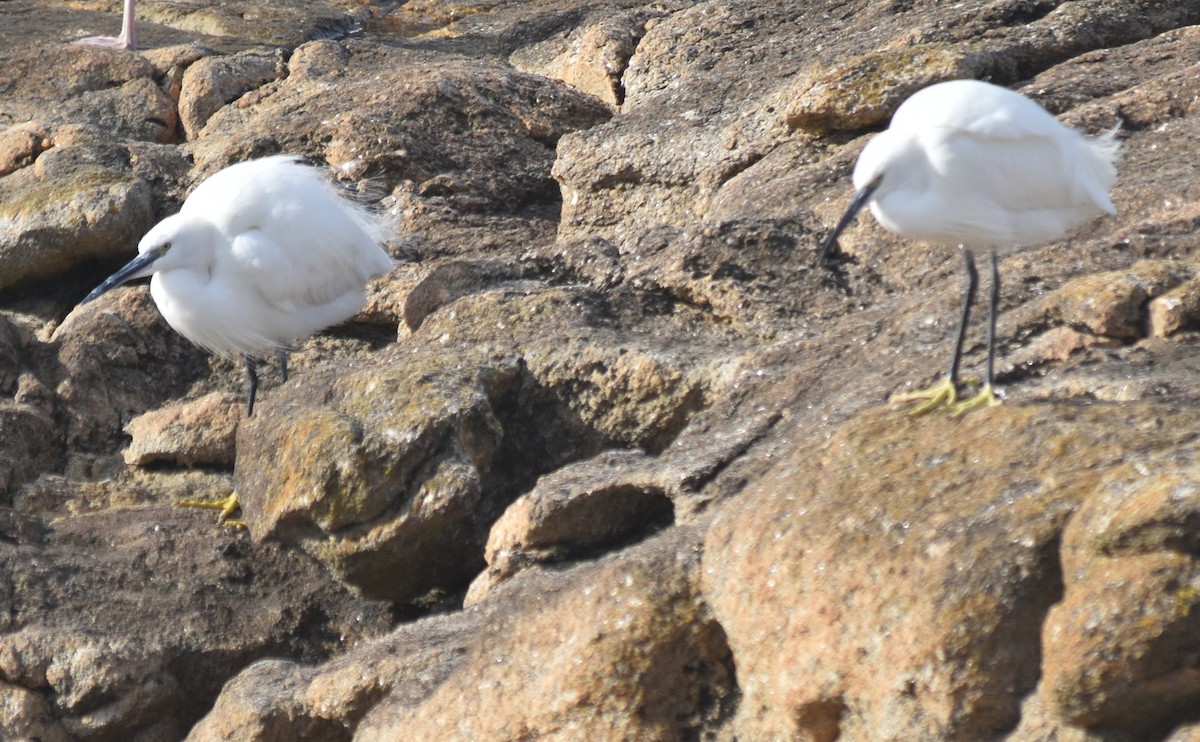 Little Egret - ML646175804