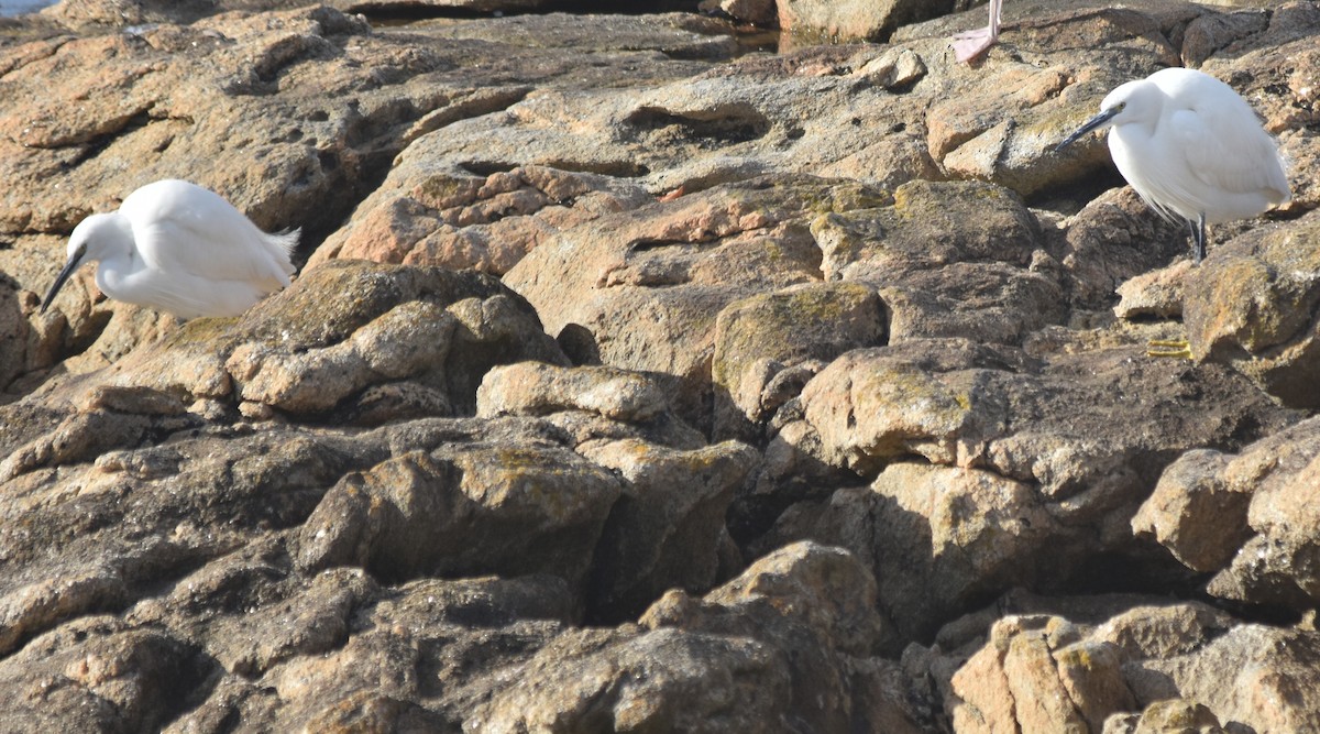 Little Egret - ML646175806