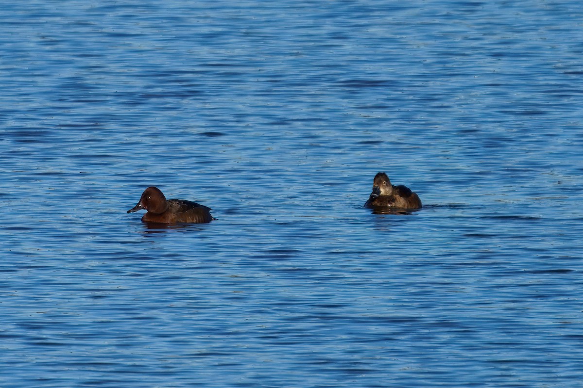 Ferruginous Duck - ML646175807