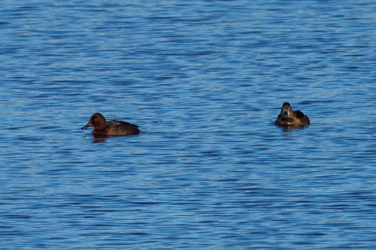 Ferruginous Duck - ML646175808