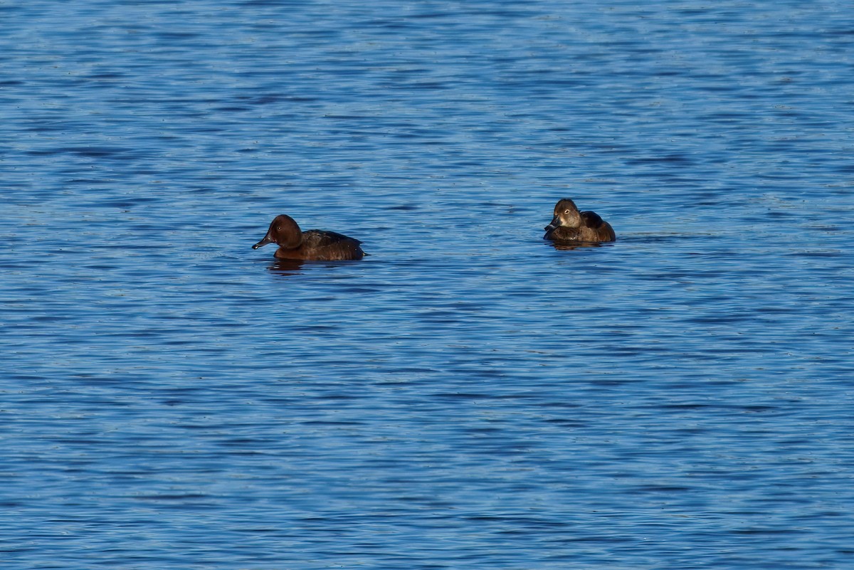 Ferruginous Duck - ML646175809