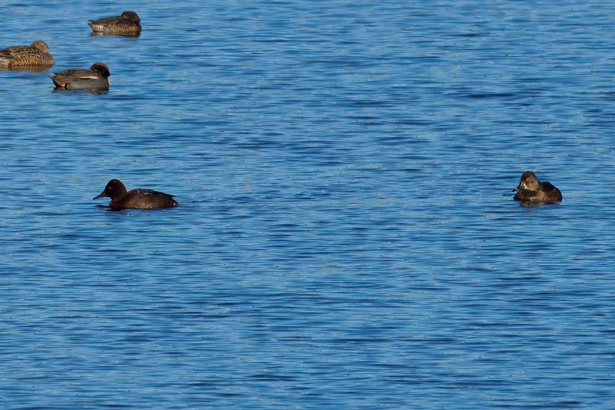 Ferruginous Duck - ML646175810