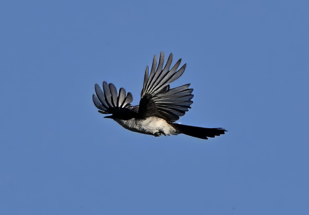 Restless Flycatcher - ML646175811