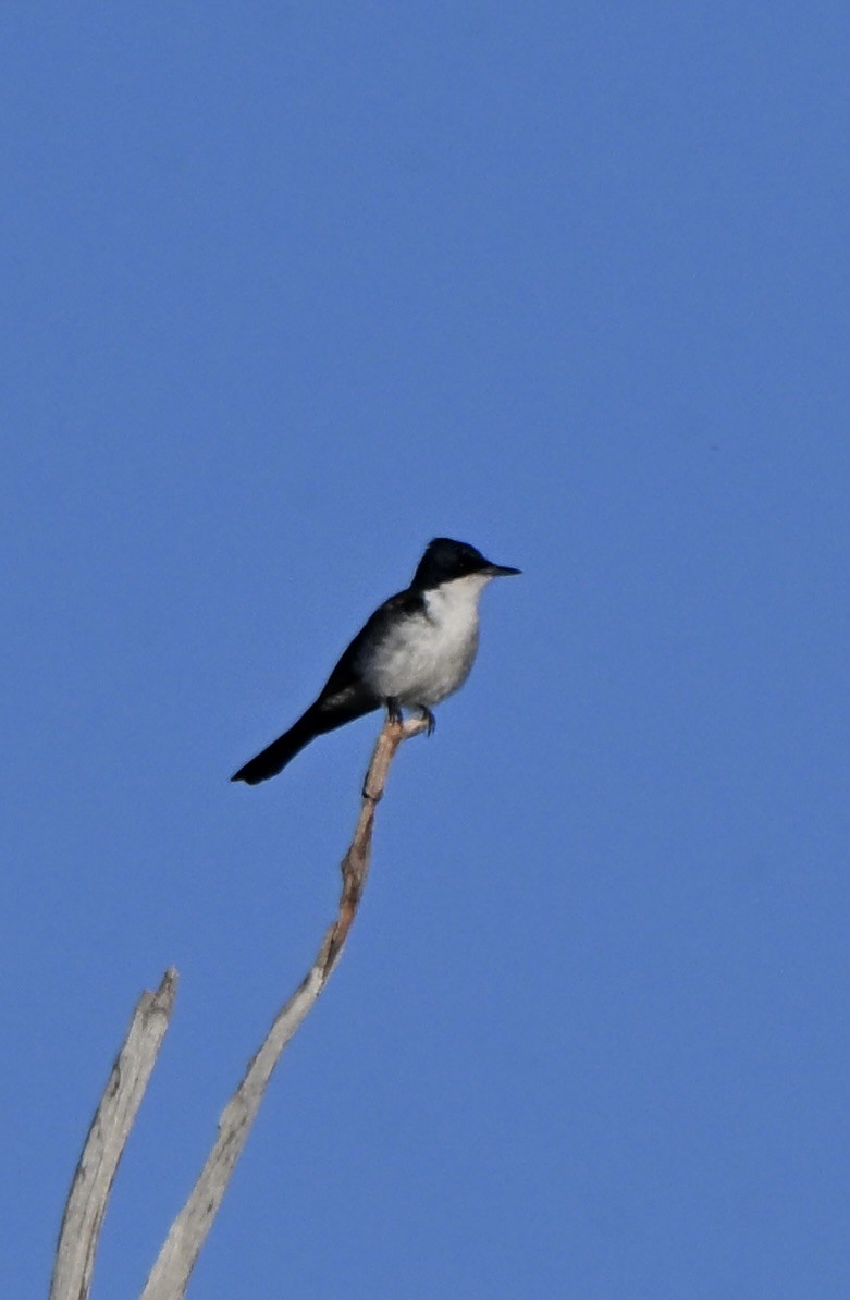 Restless Flycatcher - ML646175814