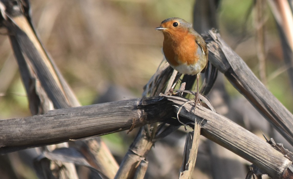 European Robin - ML646175816
