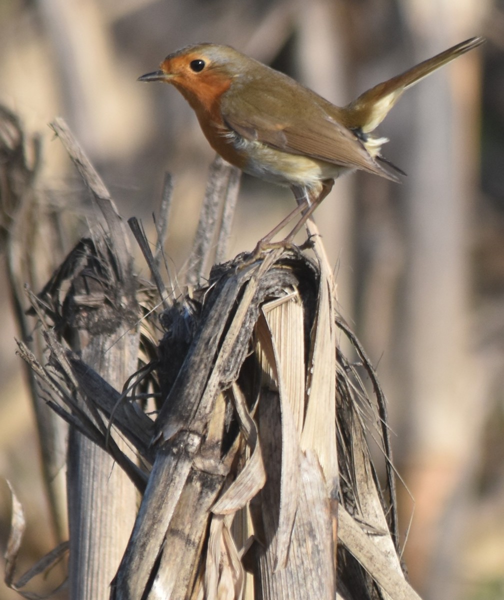 European Robin - ML646175817