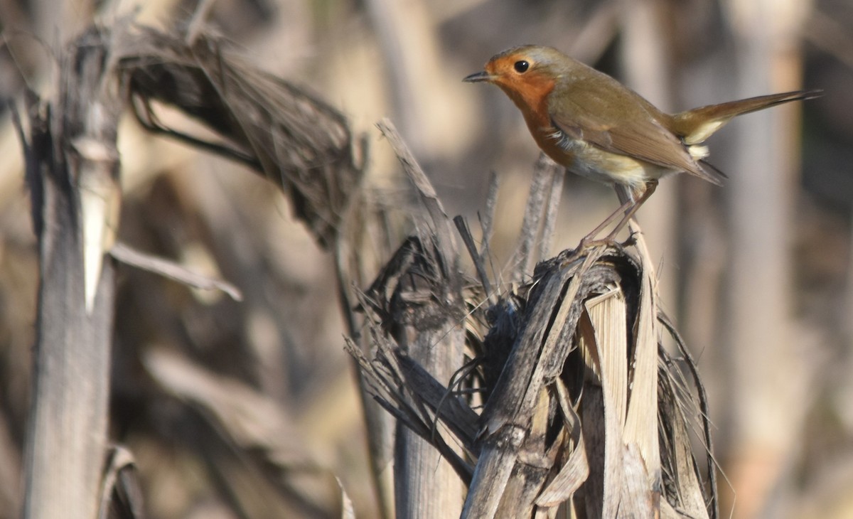 European Robin - ML646175818