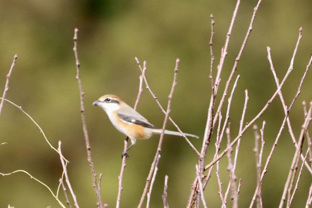Bull-headed Shrike - ML646175819