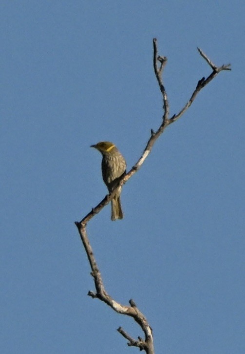 Yellow-plumed Honeyeater - ML646175820