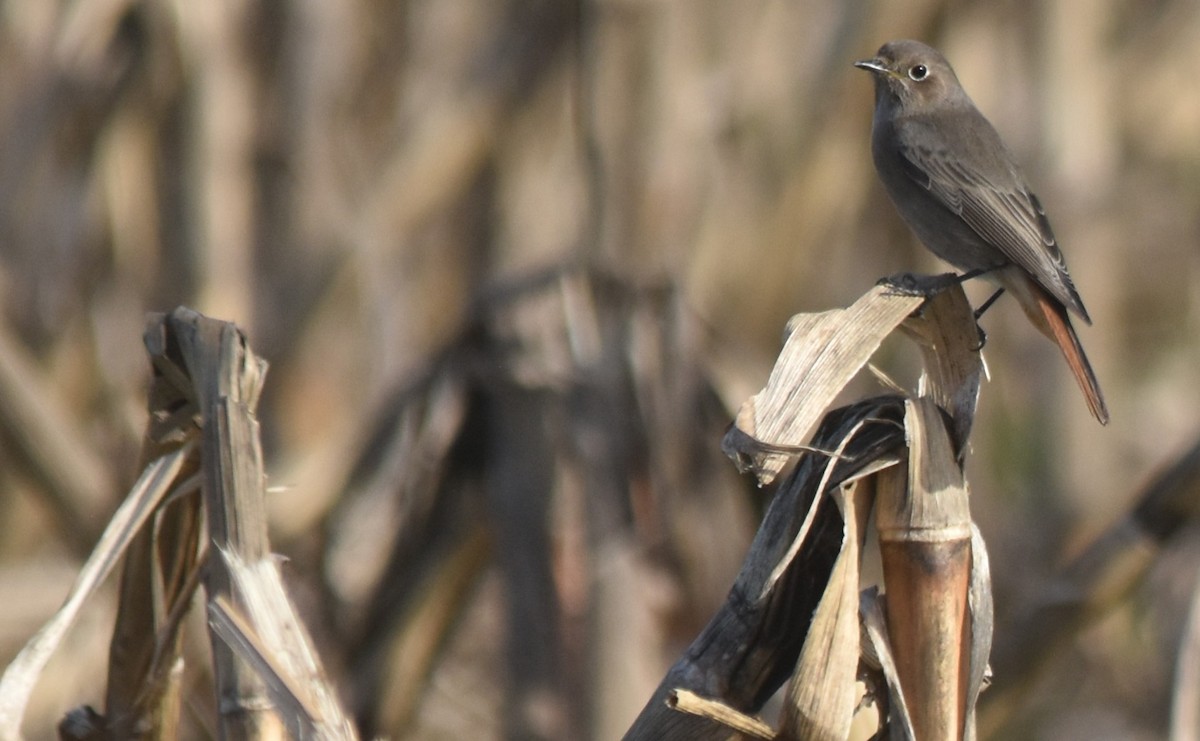 赭紅尾鴝 - ML646175822