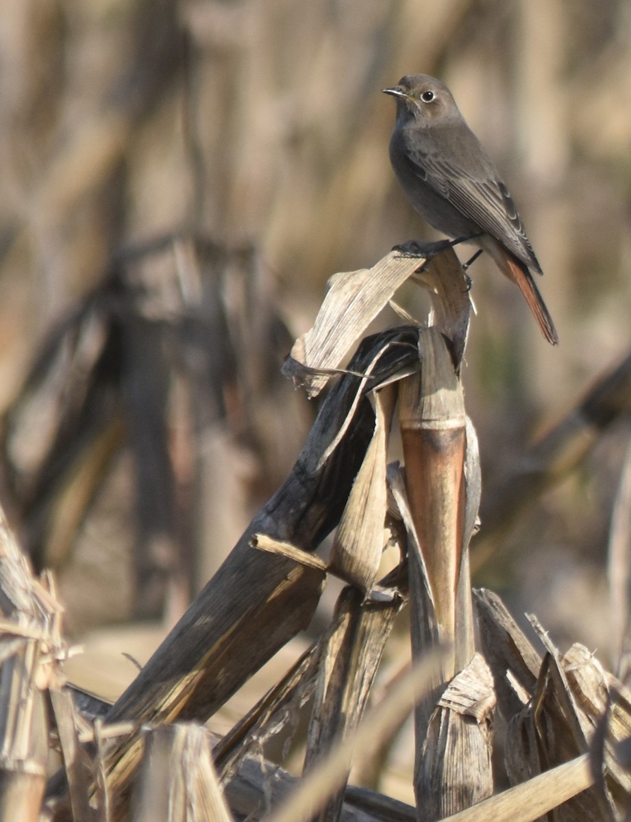 赭紅尾鴝 - ML646175823