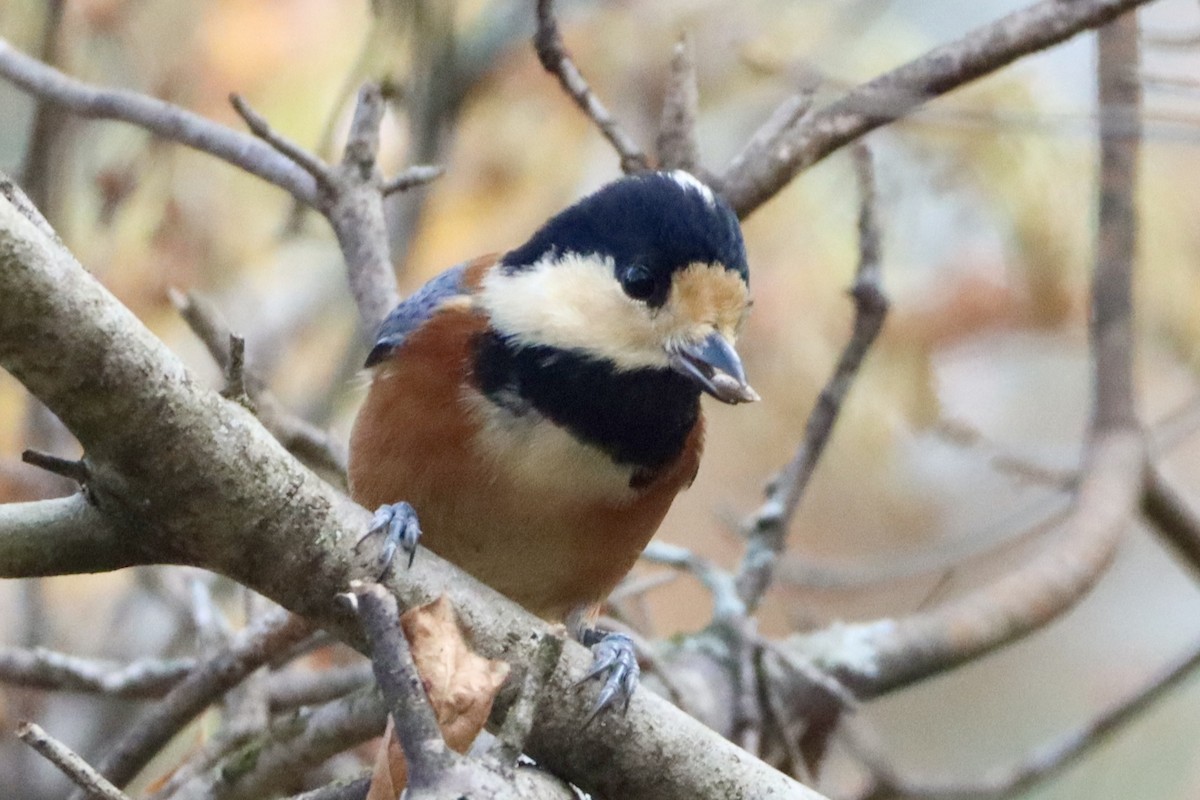 雜色山雀 - ML646175827