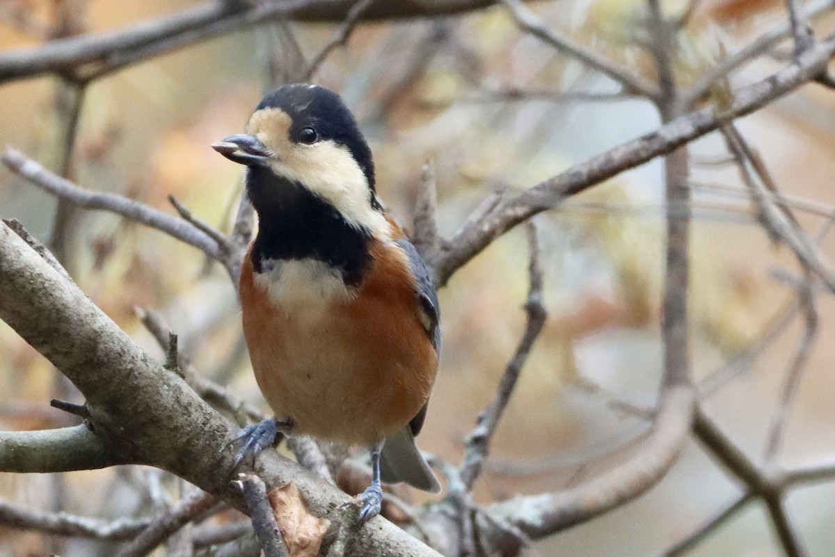 雜色山雀 - ML646175828