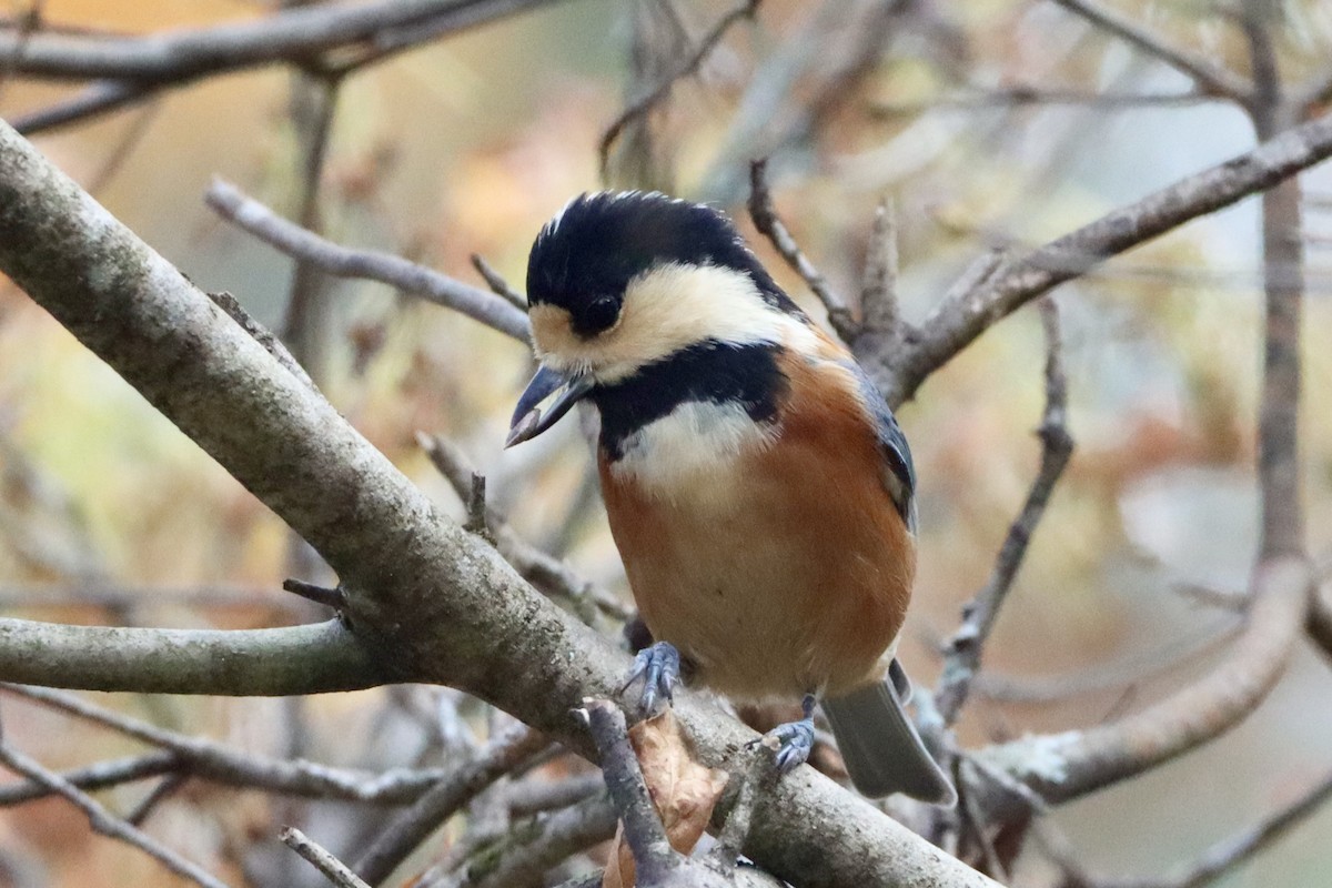 雜色山雀 - ML646175829