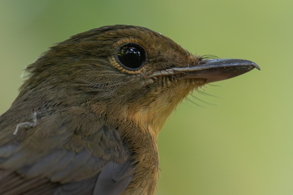 Koca Gagalı Mavi Sinekkapan - ML646175834